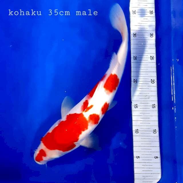 Kohaku 35 cm male