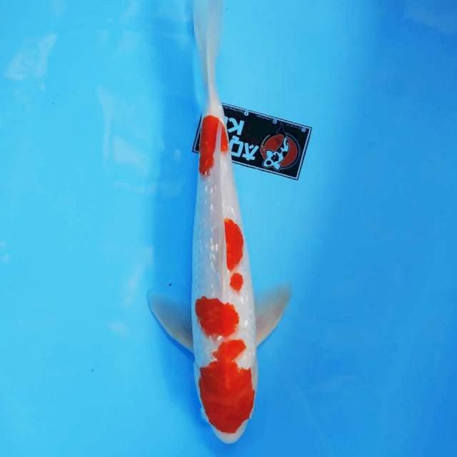 Kohaku Ginrin || 35cm Male