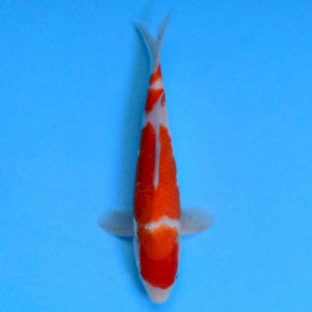 Kohaku 21 cm