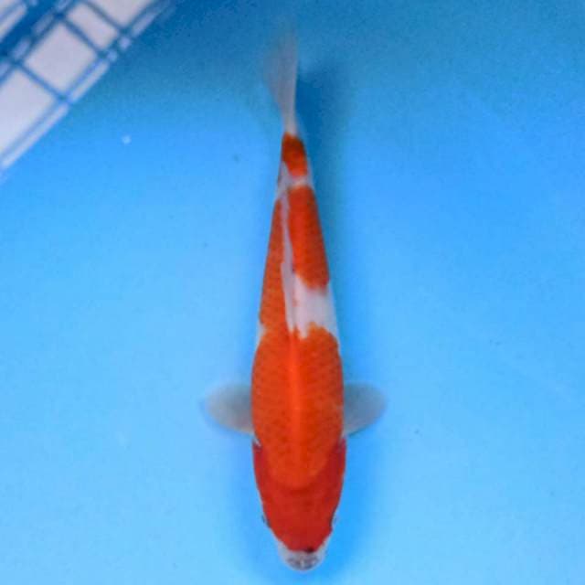 Kohaku 22 cm