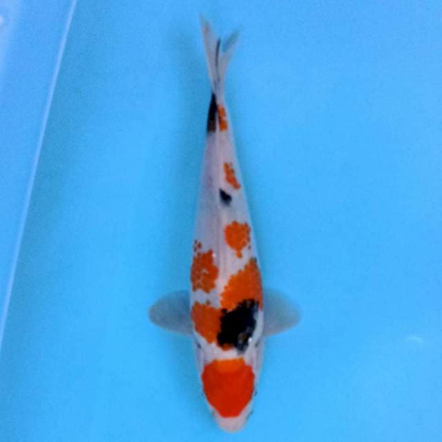 Showa 22 cm