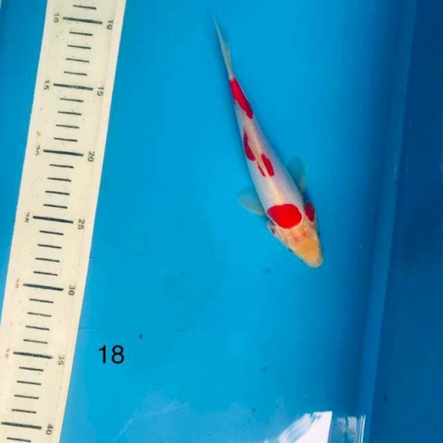 Doit kohaku, 18cm