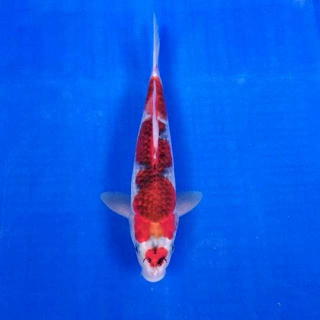 GOSHIKI 30cm