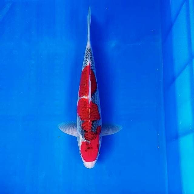 GOSHIKI 30cm