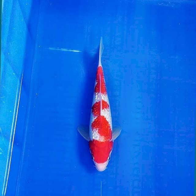 Kohaku ginrin 25cm