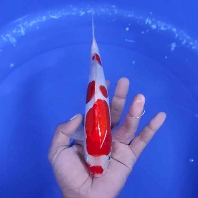 1. Doitsu Kohaku || 24 cm || Jantan