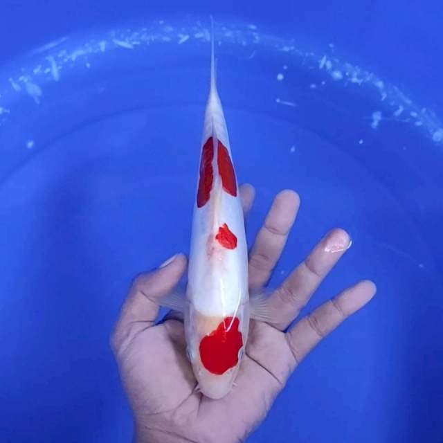 2. Maruten Doitsu Kohaku || 25 cm