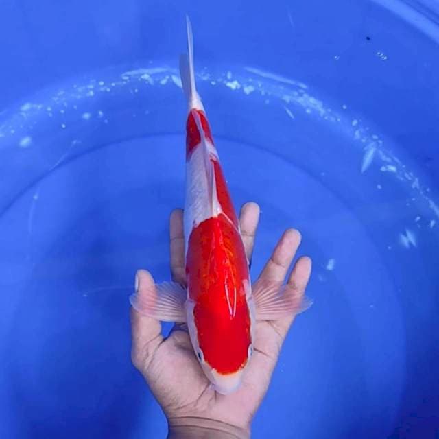 4. Doitsu Kohaku || 32 cm || Jantan