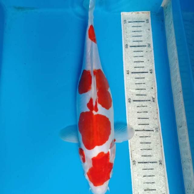 Kohaku doitsu