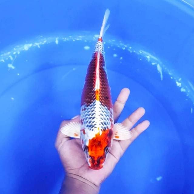 5. Kujaku Bodi Mantap || 30 cm
