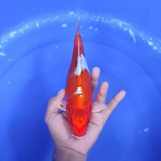 9. Beni Kiko || 26 cm