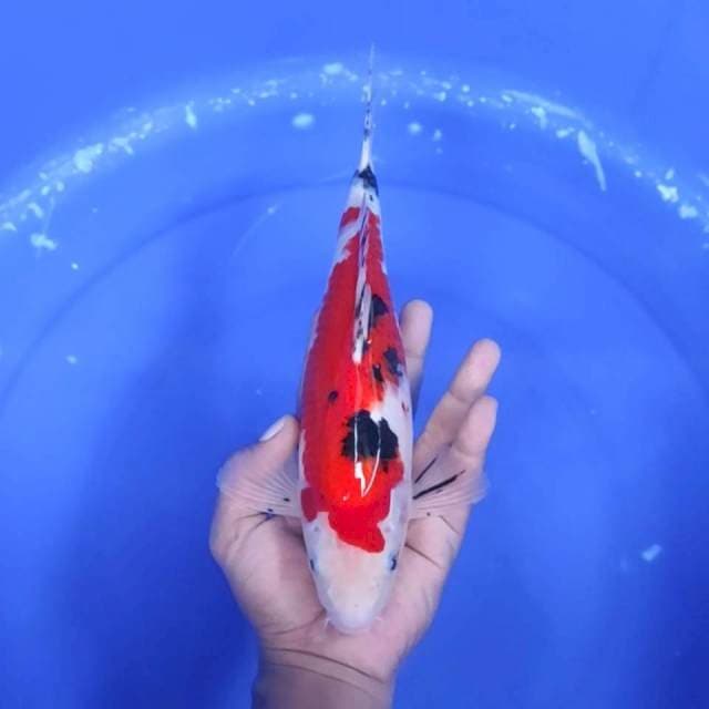 10. Sanke Merah Strong || 28 cm || Jantan