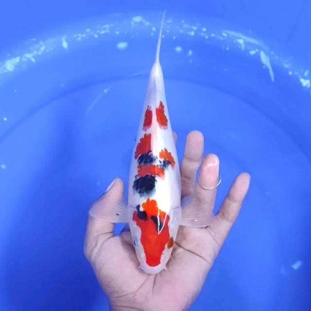 11. Sanke || 24 cm || Jantan
