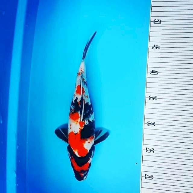 28CM Showa Sanshoku