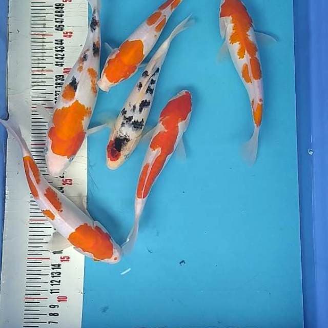 Mix kohaku sanke