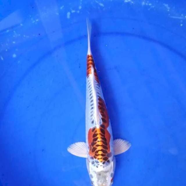 kujaki goodrings 29 cm