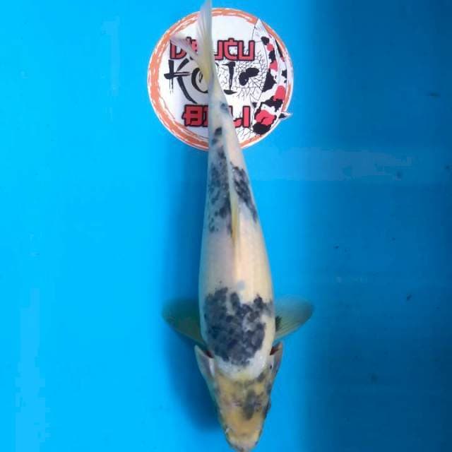 Shiro punuk tategoi