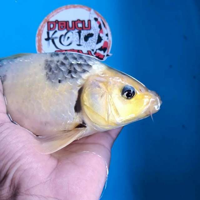 Shiro punuk tategoi