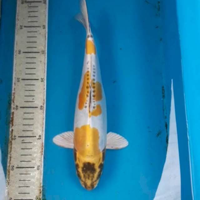 Kiko 32 cm