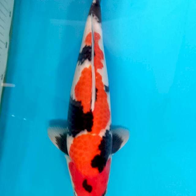 Showa Tsubo Sumi Male Munuk