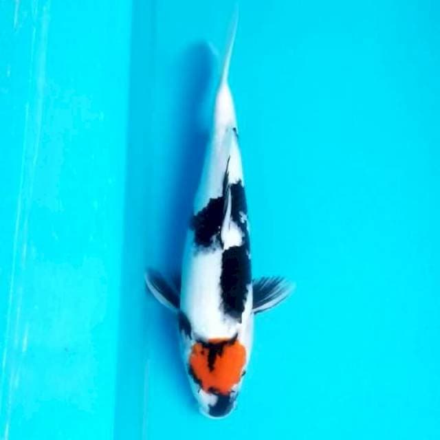TANCHO SHOWA 36 CM