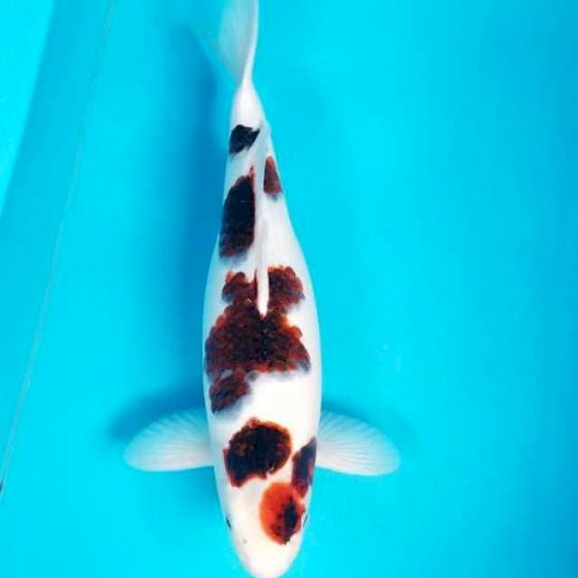 GOROMO 42 CM