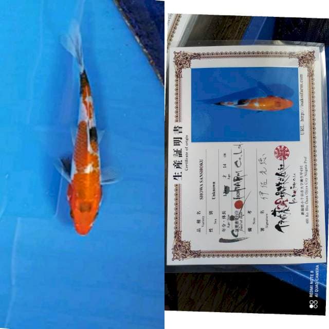 Showa Isa koi farm