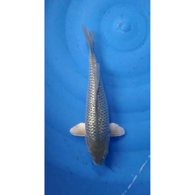 soragoi full gindrin berpunuk 27 cm
