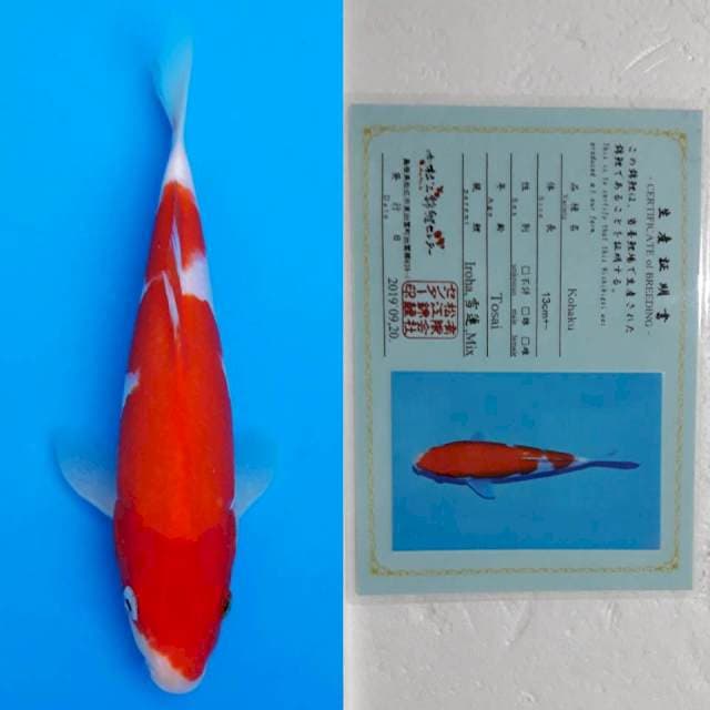 deepred matsue kohaku 26cm