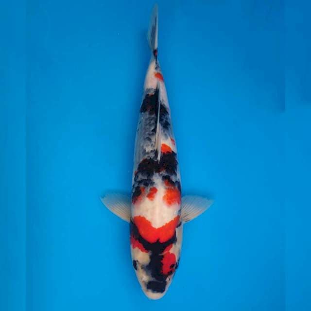 Ogata Jumbo Female Showa