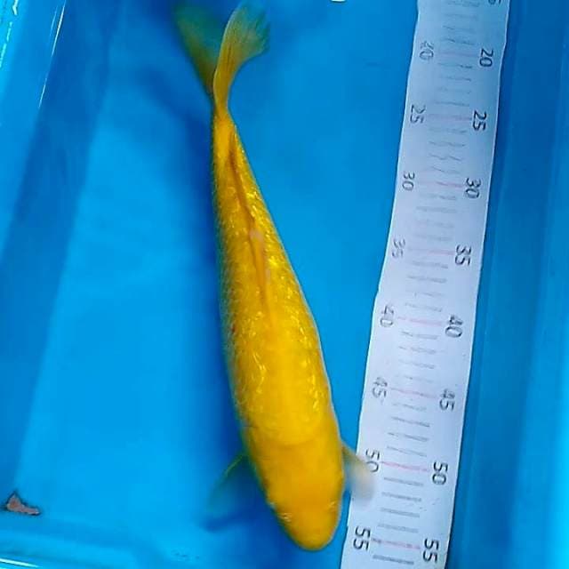 Karasi ginrin 37cm