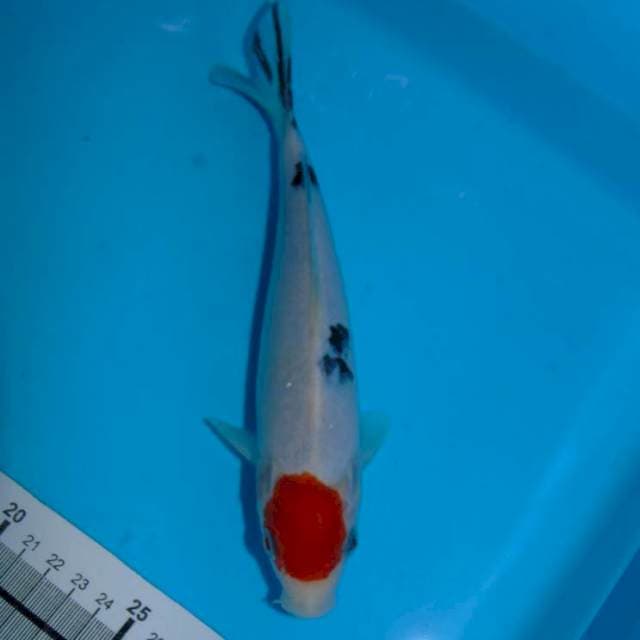 Tancho sanke 20cm ORI