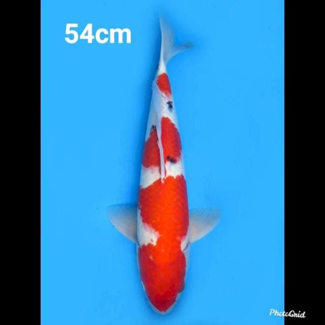 55bu Male , F1 Red Jumbo Sanke Original