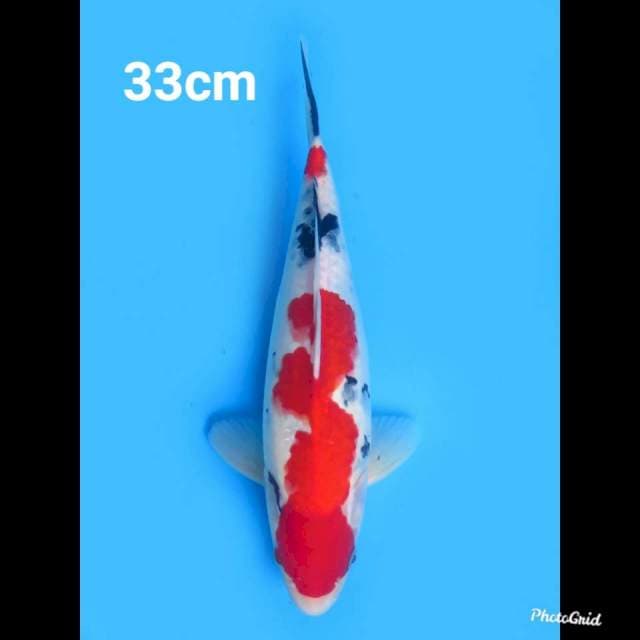 33cm Fml , Red Taisho Sanke Original Pola