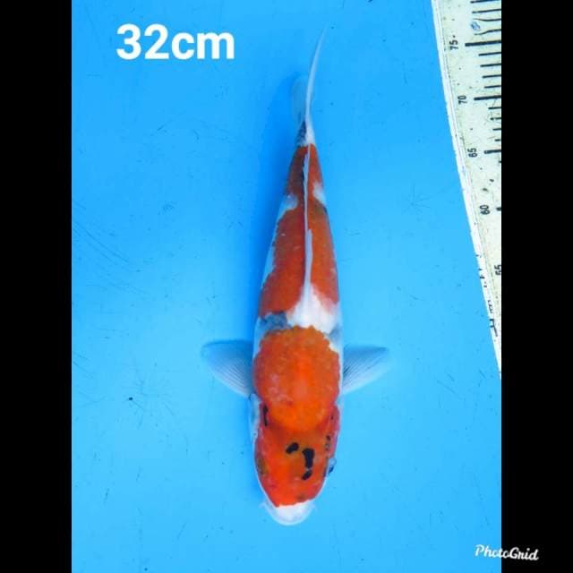 32cm male , Showa Tategoi