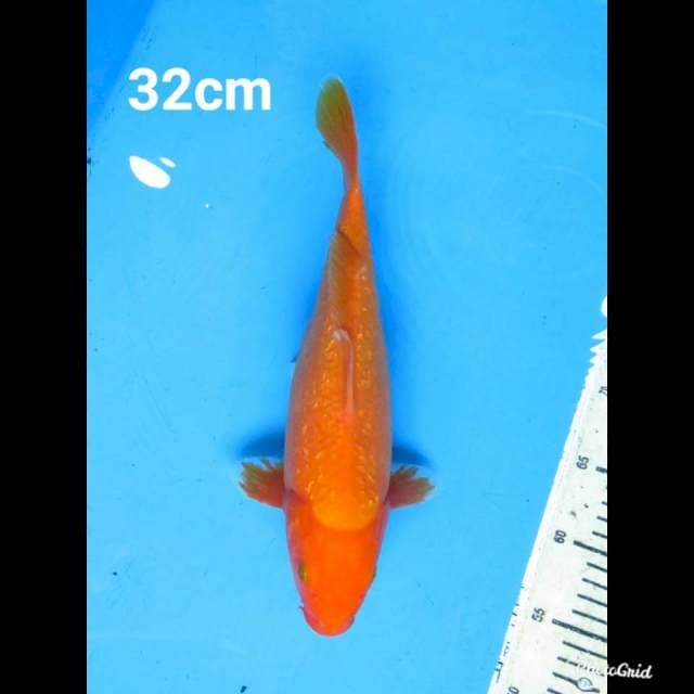 32cm Fml , Benigoi Ginrin