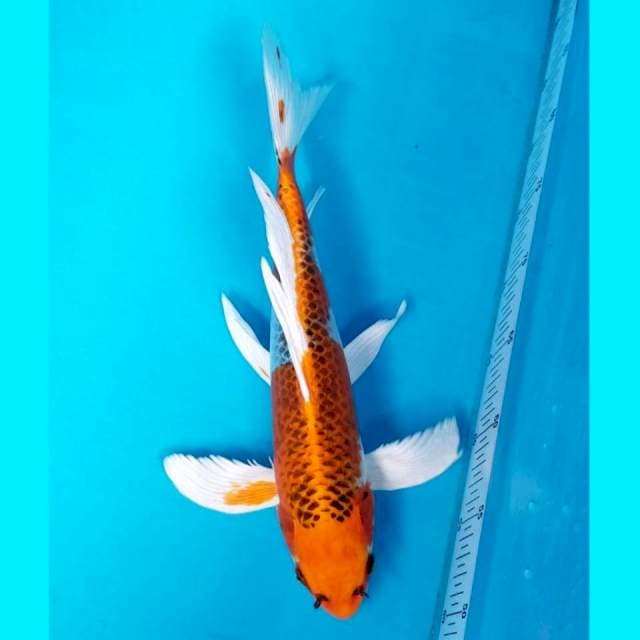 KUMPAY KUJAKU 35 CM MALE
