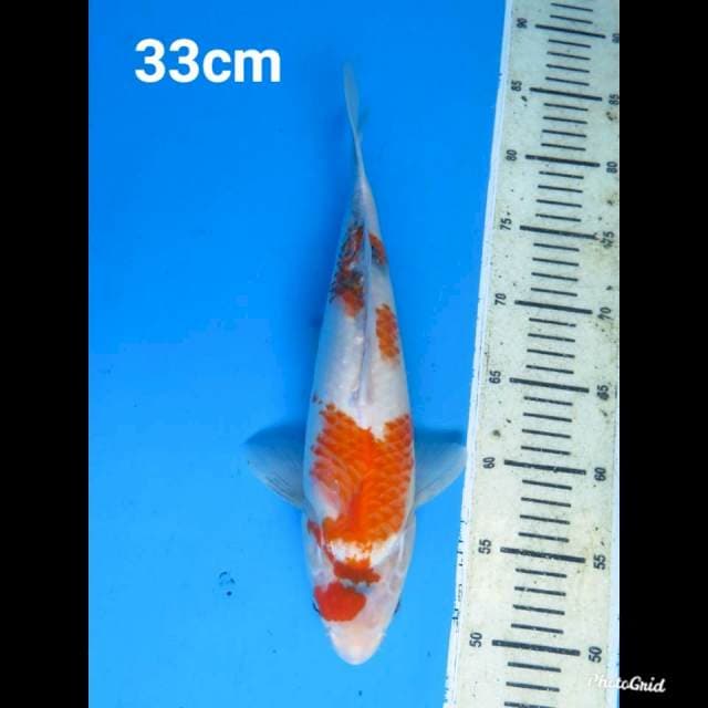 33cm Fml , Showa Tategoi