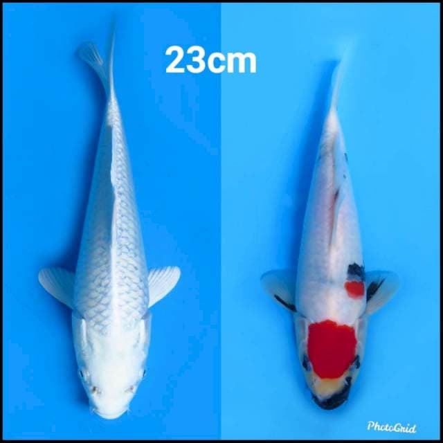 23cm , Paket Duet Oke
