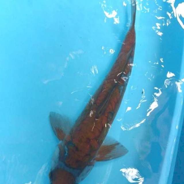 Ochiba sisik naga 43cm