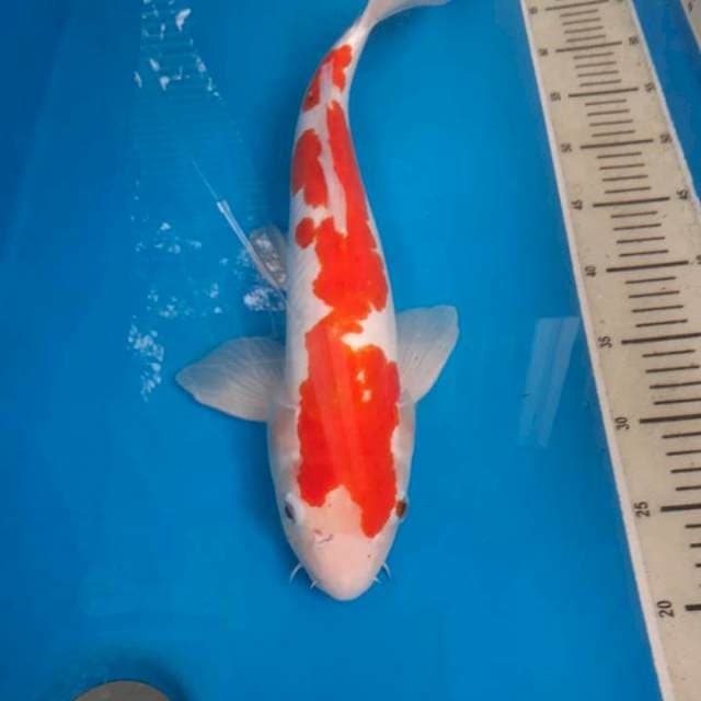 Kohaku doitsu murni
