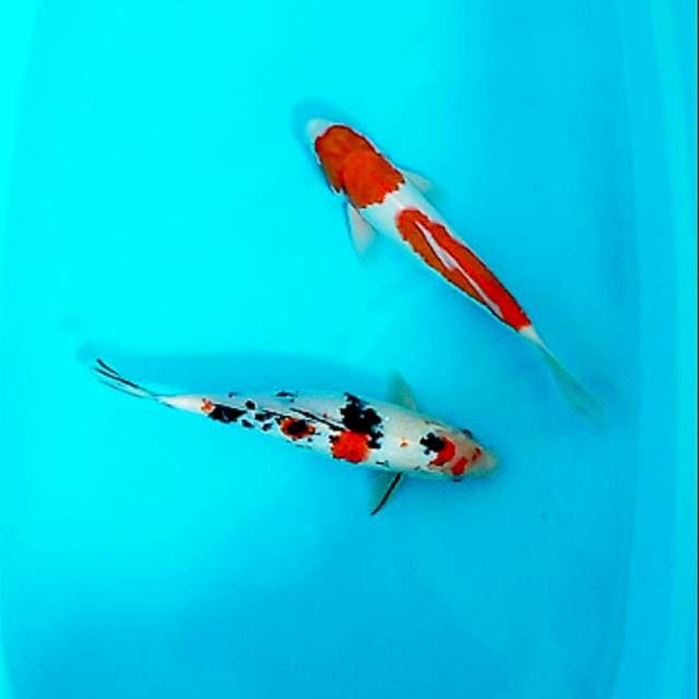 Sepasang male-female