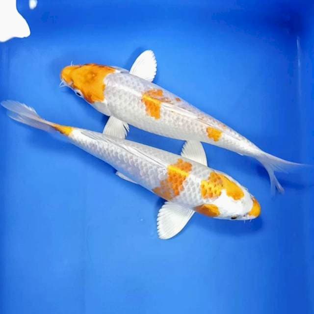 Hariwake 20cm