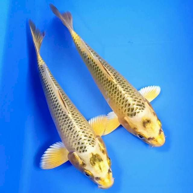 Kin matsuba 19cm