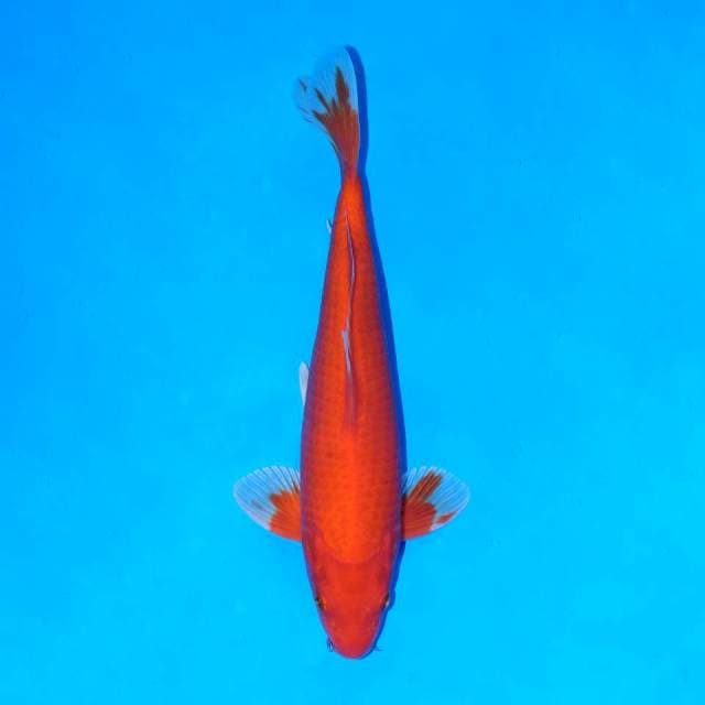 Red hot aka hajiro