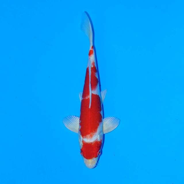 Kohaku hikari merah darah