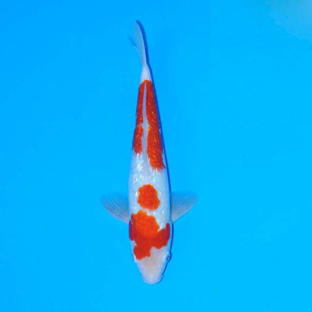 Ginrin kohaku