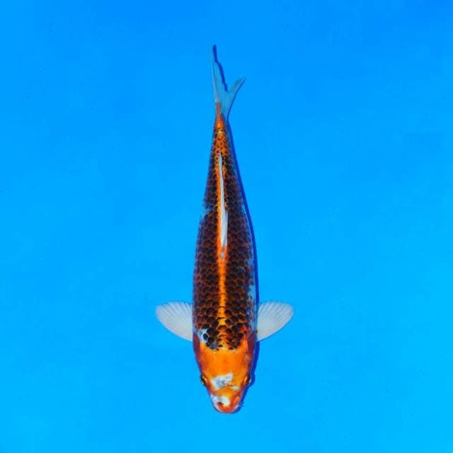 Kujaku antik