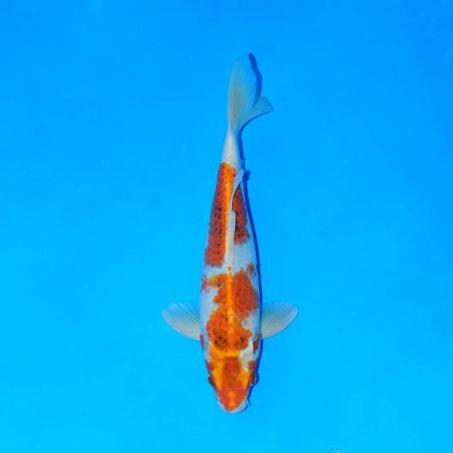 Hariwake