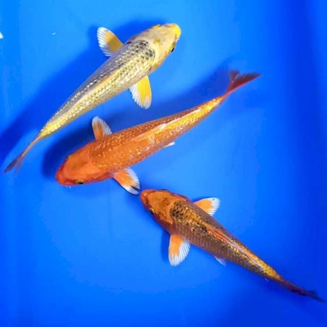Kawari ginrin 14 - 16cm